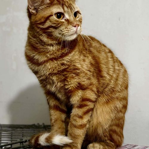 Junior timide - arome #0