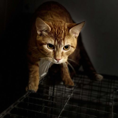 Junior timide - arome #4