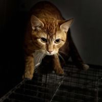 Junior timide - arome #4