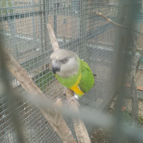 Couple de youyou du sénégal #0