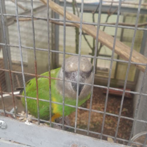 Couple de youyou du sénégal #2