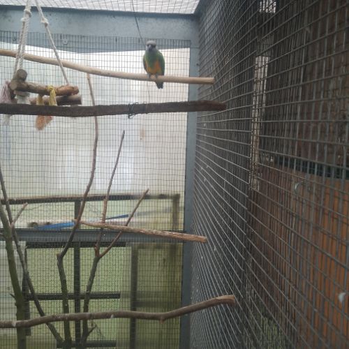 Couple de youyou du sénégal #3