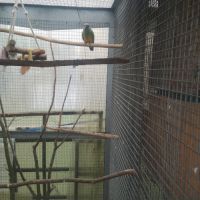 Couple de youyou du sénégal #3