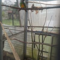 Couple de youyou du sénégal #4