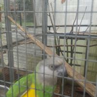 Couple de youyou du sénégal #5