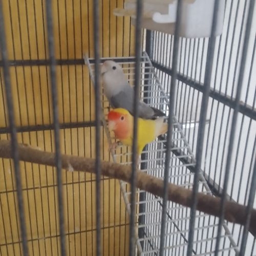 Couple de roseicolie #1