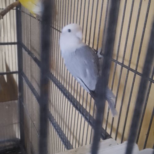 Couple de roseicolie #0