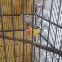 Couple de roseicolie #1