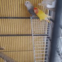 Couple de roseicolie #2