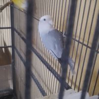 Couple de roseicolie