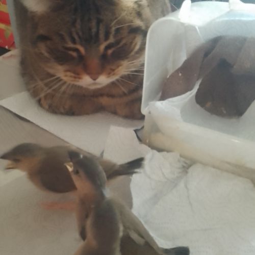 Padda de java eam #1