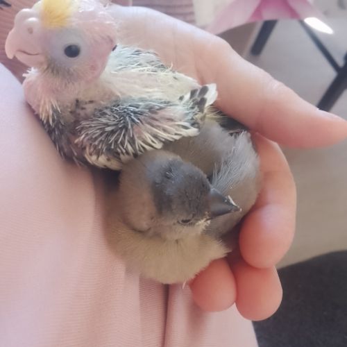 Padda de java eam #2