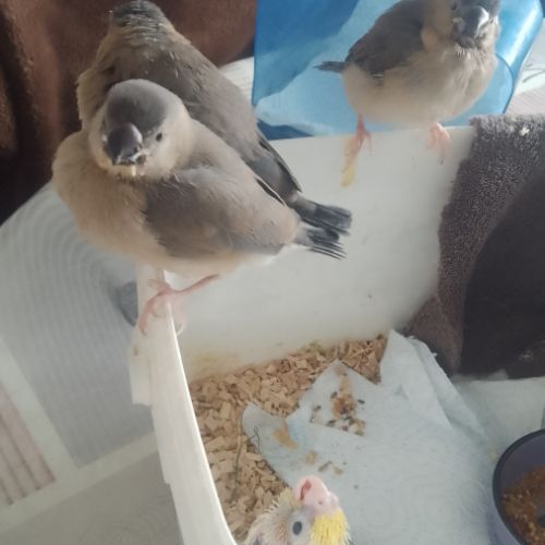 Padda de java eam #5