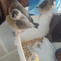 Padda de java eam #5