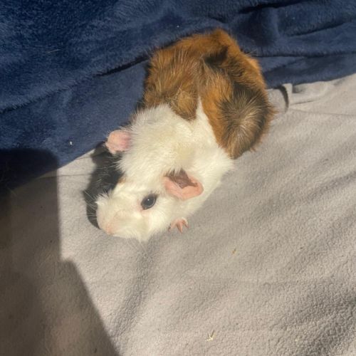 Vend cochon d’inde femelle #3