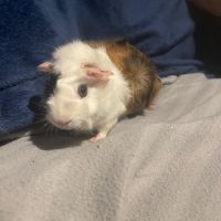 Vend cochon d’inde femelle #1