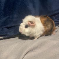 Vend cochon d’inde femelle #2