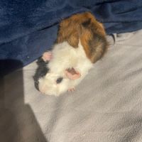 Vend cochon d’inde femelle #3