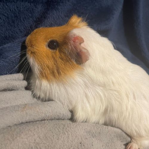 Vend cochon d’inde #1