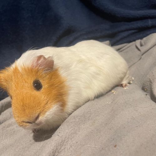 Vend cochon d’inde #2