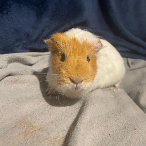 Vend cochon d’inde #3