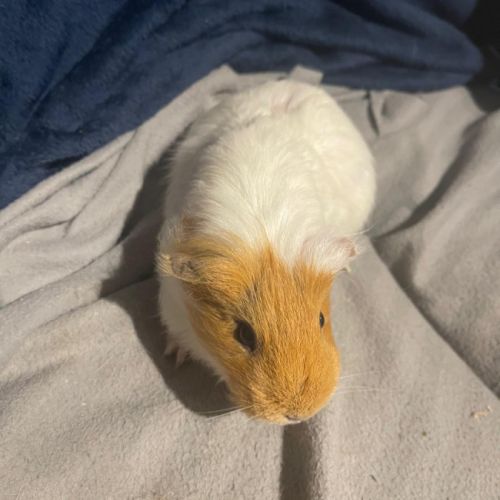 Vend cochon d’inde