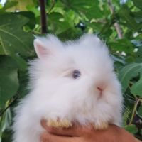 Lapin nain angora toys #0