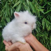 Lapin nain angora toys #2