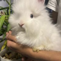 Lapin nain angora toys #3