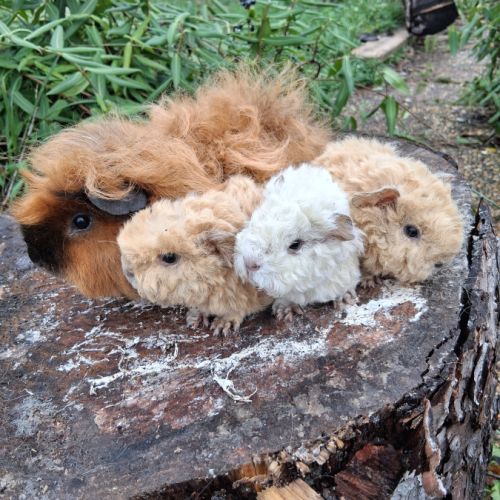 Cochon d'inde pure race