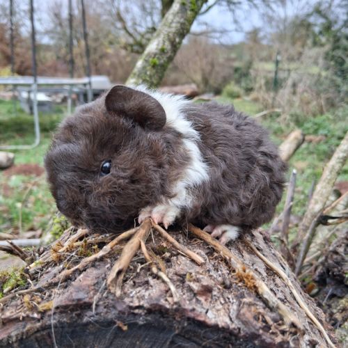 Cochon d'inde pure race #3