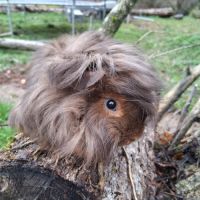 Cochon d'inde pure race #1