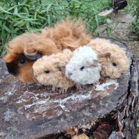 Cochon d'inde pure race #0