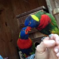 Loriquet de swainson