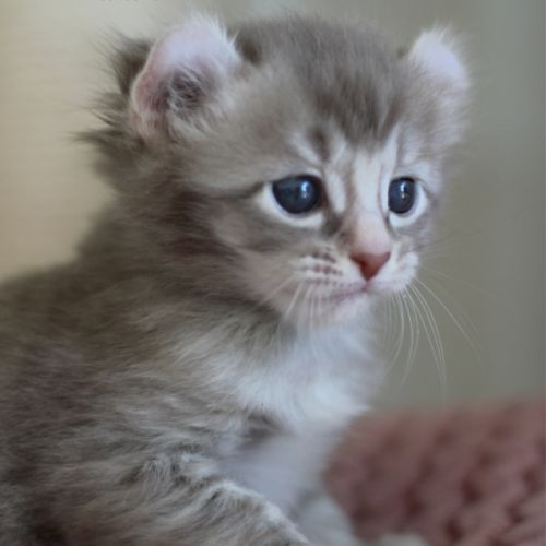 Chaton american curl #1