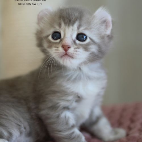 Chaton american curl #2