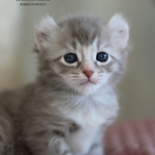 Chaton american curl #0