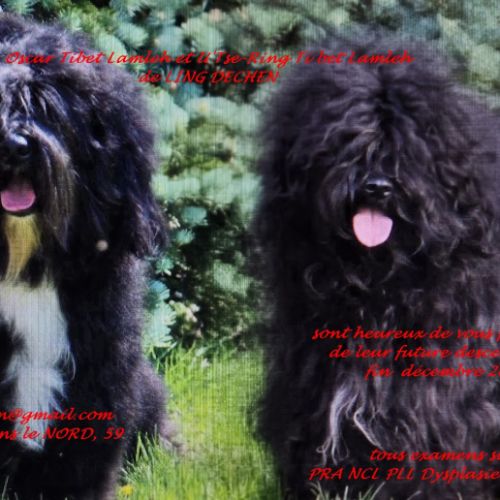 Portée terrier tibetain décembre 2025