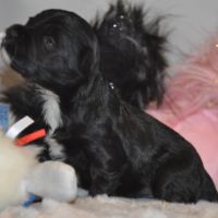 Portée terrier tibetain décembre 2025