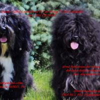 Portée terrier tibetain décembre 2025