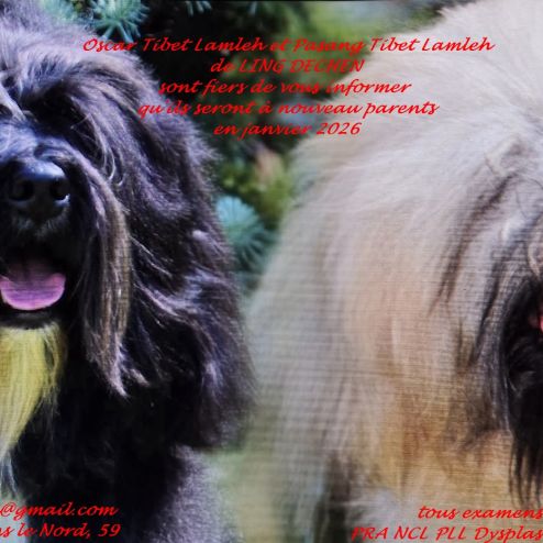 Portée de terriers tibétains à venir