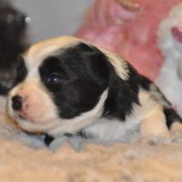 Portée de terriers tibétains