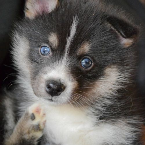 Superbes chiots pomskies #2