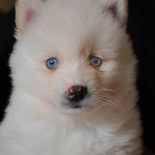 Superbes chiots pomskies #0