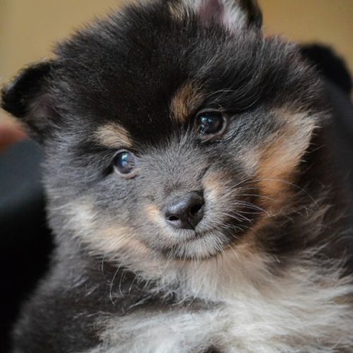 Superbes chiots pomskies #4