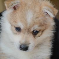 Superbes chiots pomskies #1