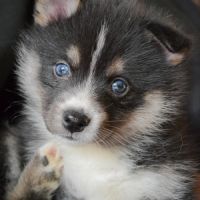 Superbes chiots pomskies #2