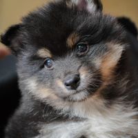 Superbes chiots pomskies #4