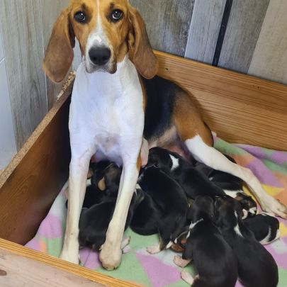 Chiots  anglo français de petite venerie #1