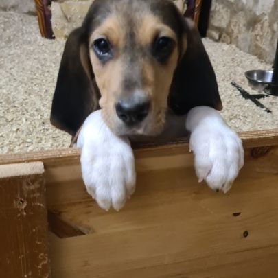 Chiots  anglo français de petite venerie #2